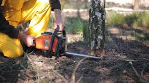 Tree and Shrub Care in Vinco, PA